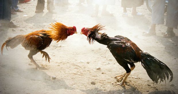 Cock Fight-700.jpg